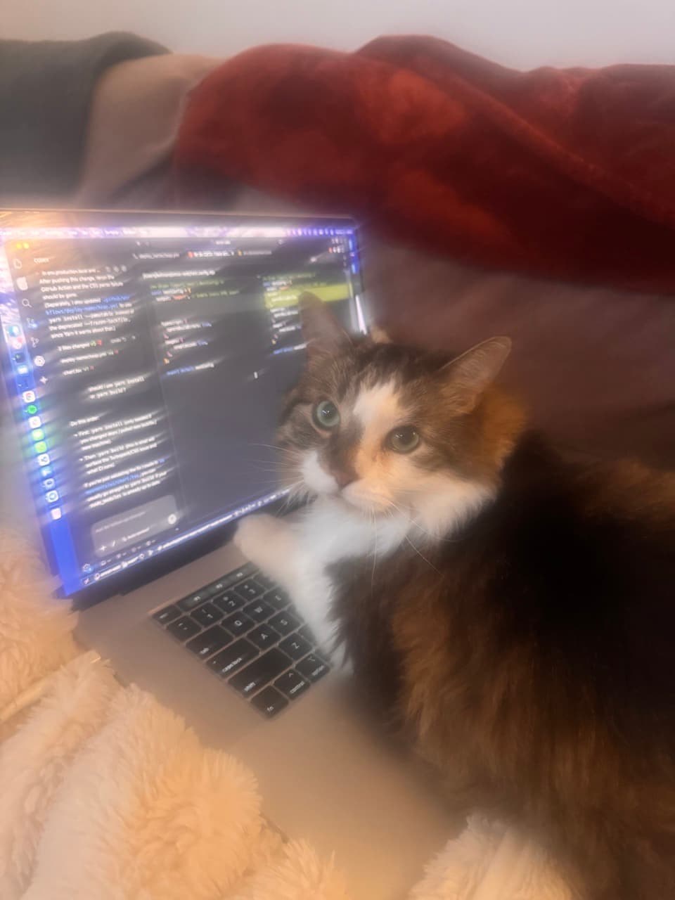 Benny the cat sitting behind a laptop